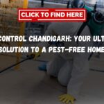 Pest Control Chandigarh